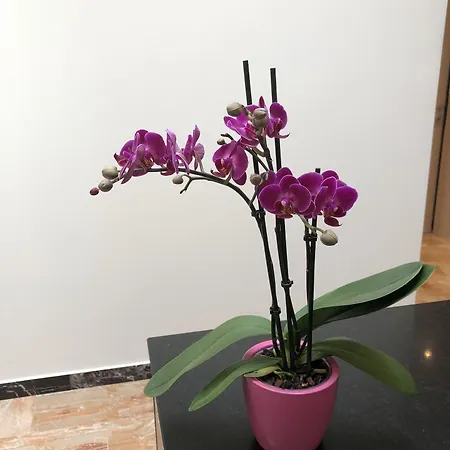 Guest House Ca' Dell'Angelo 4*